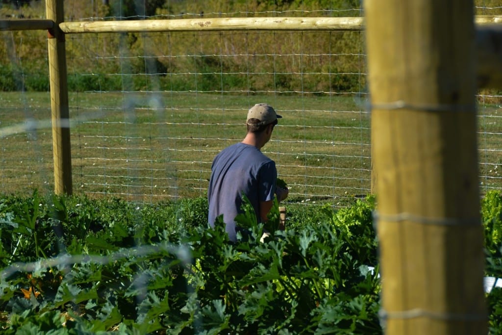 BYH farmer