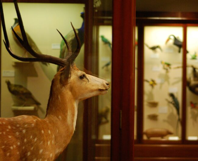 Image of a taxidermied deer in profile in a museum.