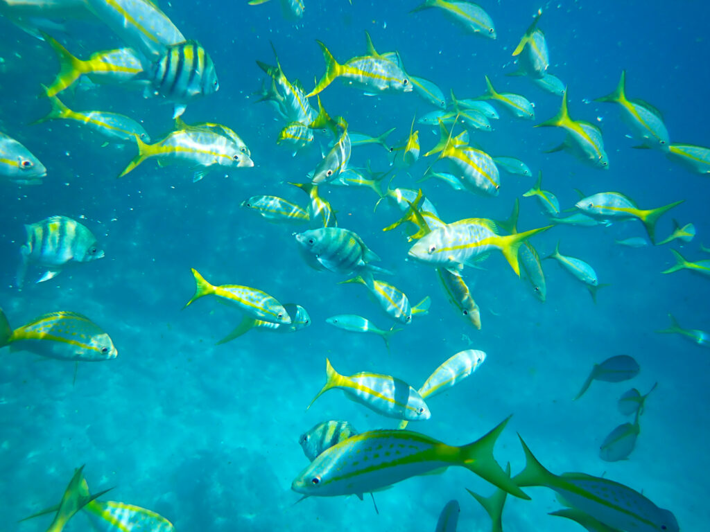 Several yellow and striped fish swim around in shallow blue water.
