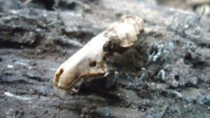 Shrew_skull,_probably_Crocidura_sp._-_Mindanao,_Philippines