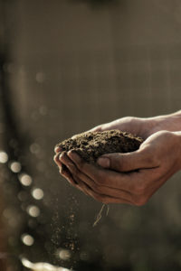 Hands holding dirt. 