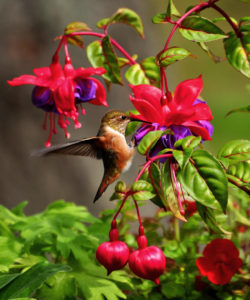 Photo of hummingbird feeding from pink and purple flowers.