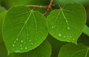 mg_5984-aspen-tk