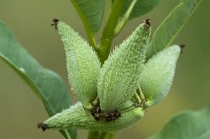 milkweed pods4