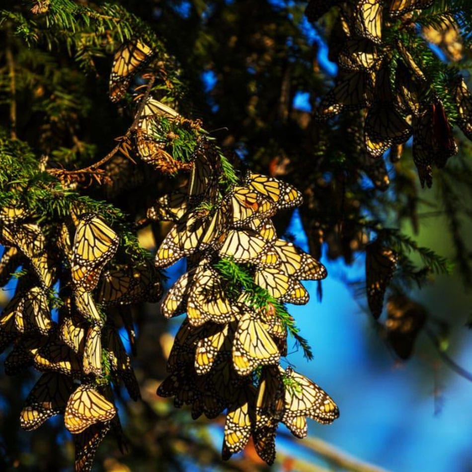 monarchs