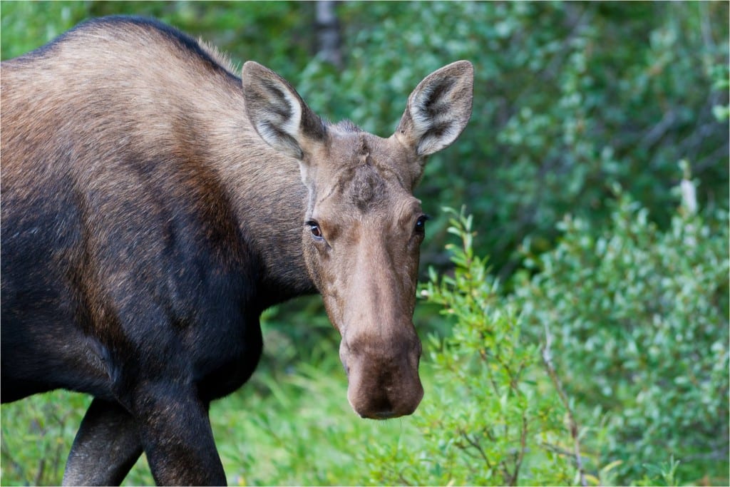 moose-family-c2a9-2011-christopher-martin-7810